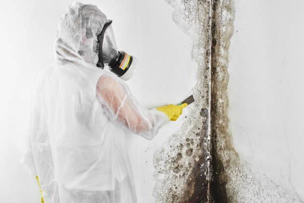 Best Attic Mold Removal  in Brockport, NY