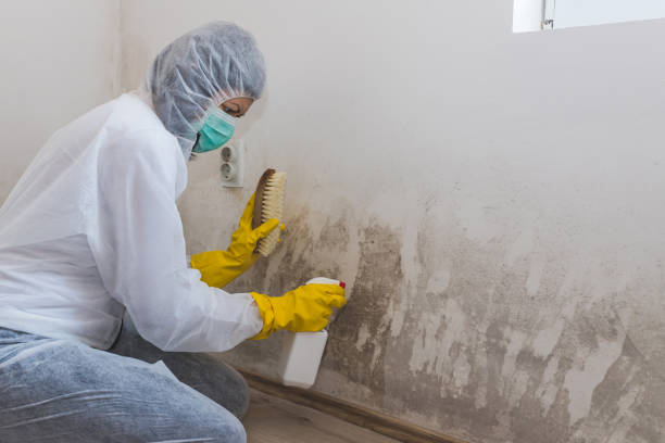 Best Mold Remediation  in Brockport, NY