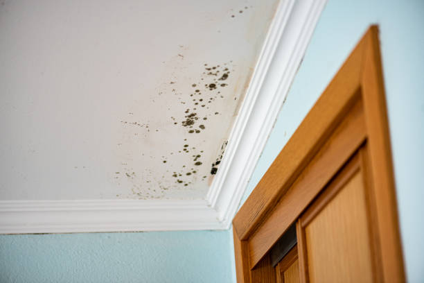 Best Residential Mold Removal  in Brockport, NY