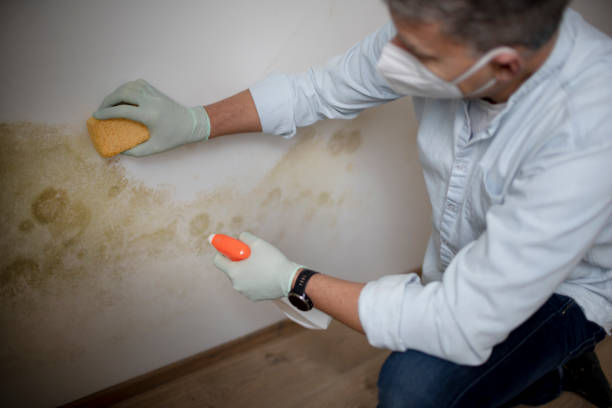 Best Certified Mold Removal  in Brockport, NY