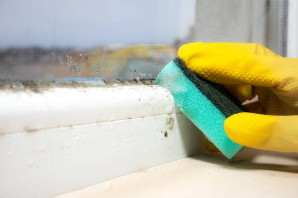 Best Affordable Mold Removal  in Brockport, NY