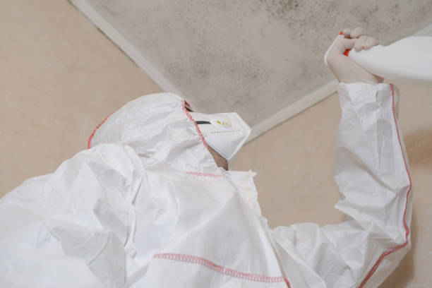 Best Certified Mold Removal  in Brockport, NY