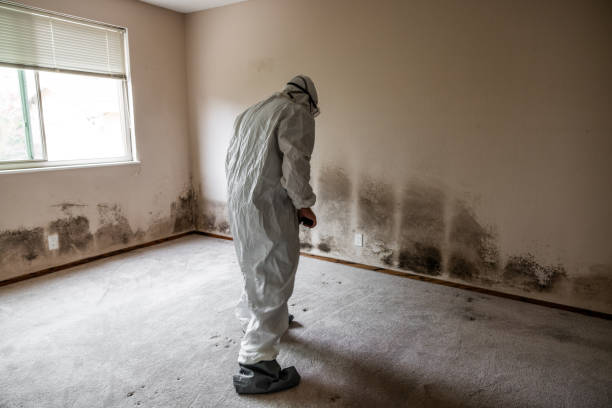 Best Attic Mold Removal  in Brockport, NY