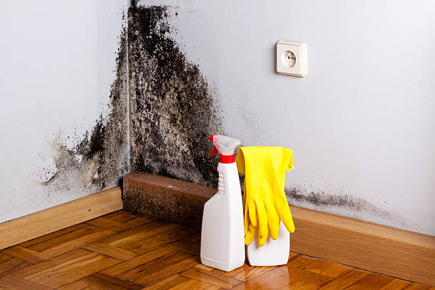 Brockport, NY Mold Removal Company