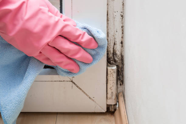 Best Crawl Space Mold Removal  in Brockport, NY