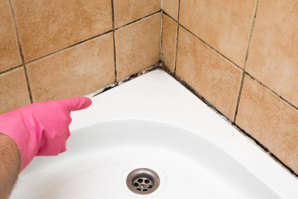 Best Same-Day Mold Removal  in Brockport, NY